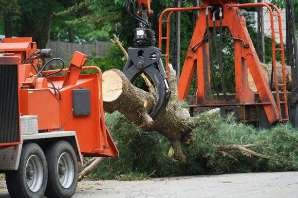 How Our Tree Care Process Works  in  Ridgway, PA
